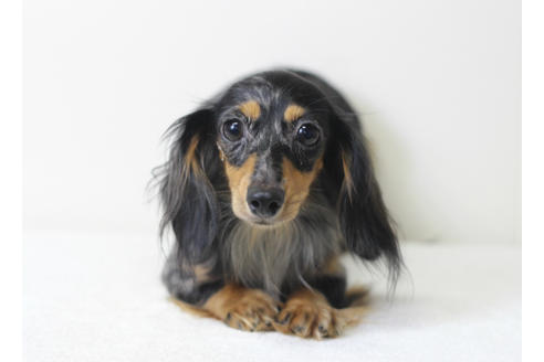 販売中のカニンヘンダックスフンド(ロングヘアード)の親犬