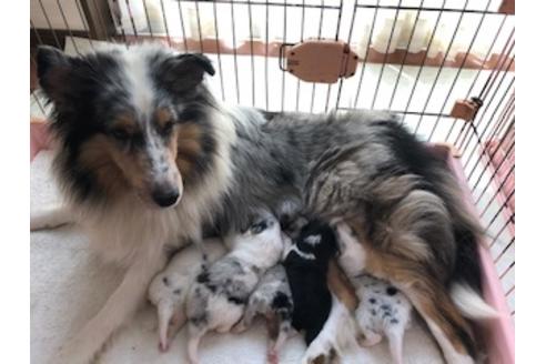 販売中のシェットランドシープドッグ(シェルティ)の親犬
