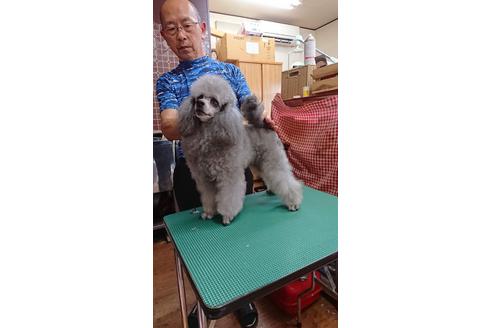 販売中のタイニープードルの親犬