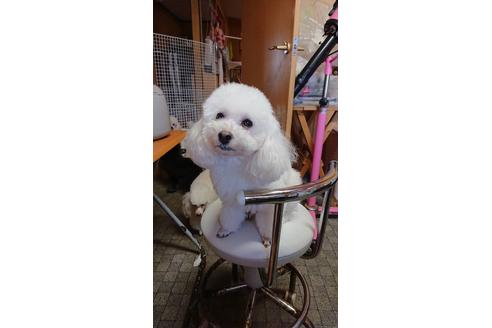 販売中のタイニープードルの親犬