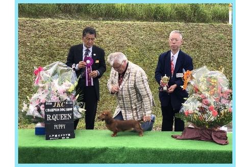 販売中のミニチュアダックスフンド(ロングヘアード)の親犬