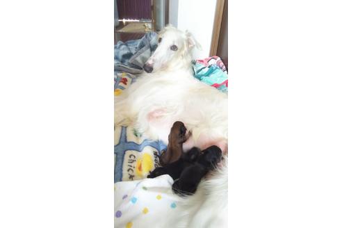 販売中のボルゾイの親犬