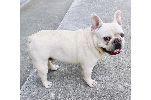 販売中のフレンチブルドッグの親犬