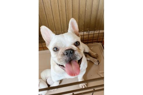 販売中のフレンチブルドッグの親犬