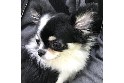 販売中のチワワ(ロングコート)の親犬
