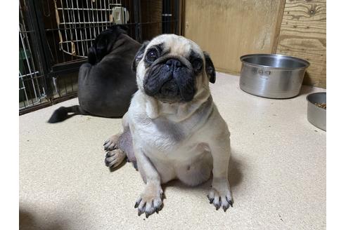 販売中のパグの親犬