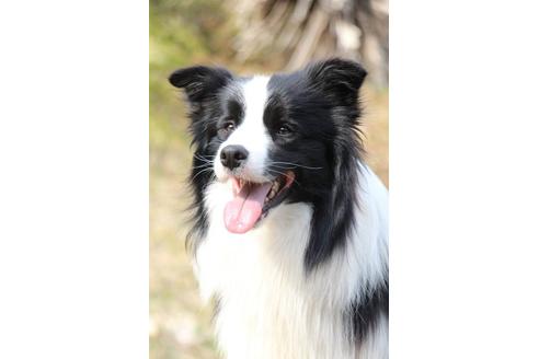販売中のボーダーコリーの親犬