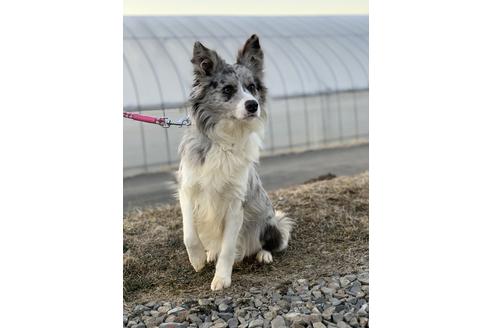 販売中のボーダーコリーの親犬