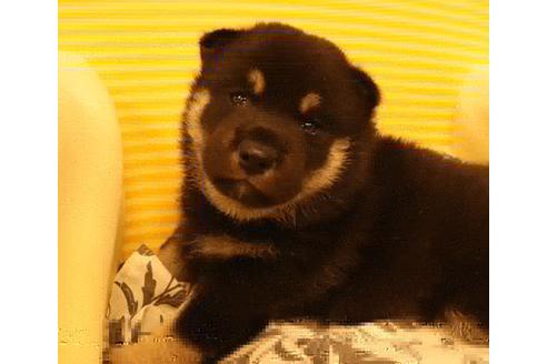 沖縄県の柴犬 男の子 07 生まれ 希少な黒柴 3頭兄弟で産まれました 子犬id ブリーダーナビ
