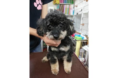 販売中のティーカッププードルの親犬