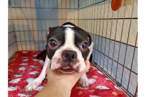 販売中のボストンテリアの親犬