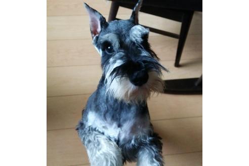 販売中のミニチュアシュナウザーの親犬