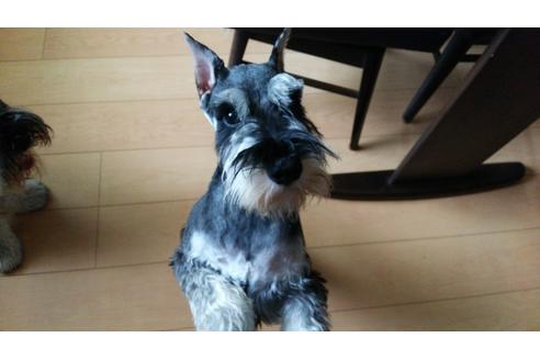 販売中のミニチュアシュナウザーの親犬