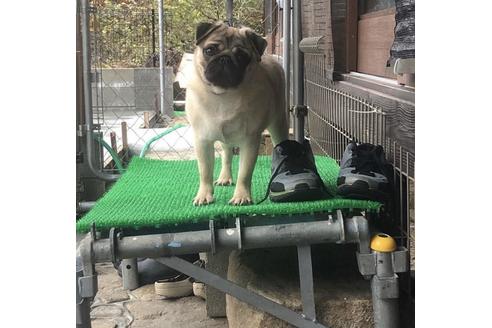 販売中のパグの親犬