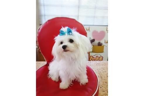 販売中のマルプー:マルチーズ×トイプードルの親犬