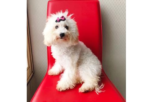 販売中のマルプー:マルチーズ×トイプードルの親犬