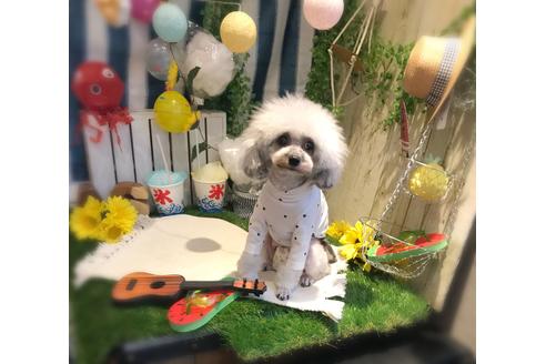 販売中のトイプードルの親犬