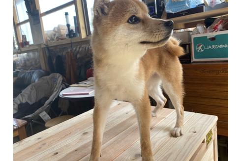 販売中の豆柴の親犬