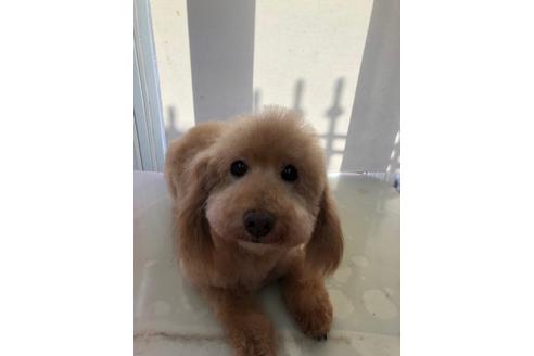 販売中のトイプードルの親犬