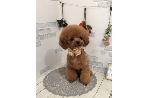 販売中のティーカッププードルの親犬