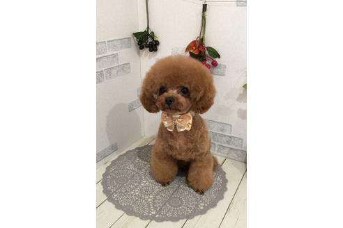 販売中のティーカッププードルの親犬