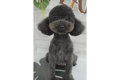 販売中のトイプードルの親犬