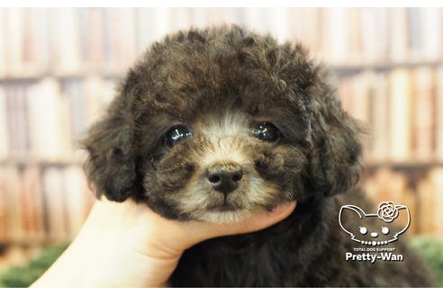 愛知県のトイプードル 女の子 07 05生まれ 子犬id ブリーダーナビ