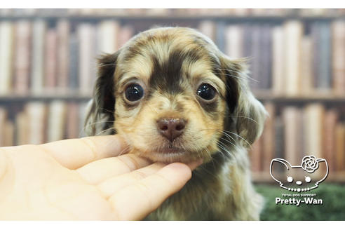 中部でチワックス:チワワ×ミニチュアダックスフンドの子犬を探す