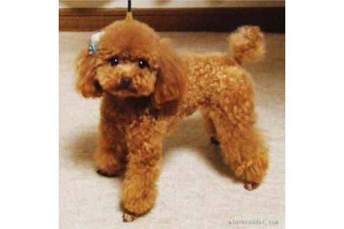 販売中のトイプードルの親犬