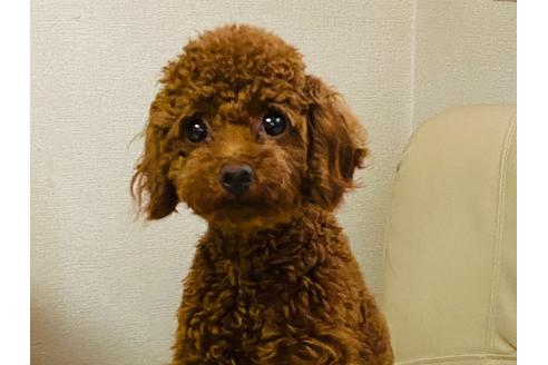 販売中のトイプードルの親犬
