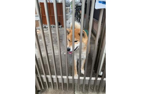 販売中の柴犬の親犬