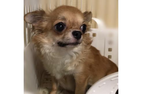 販売中のチワワ(ロングコート)の親犬