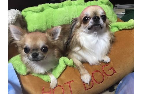販売中のチワワ(ロングコート)の親犬