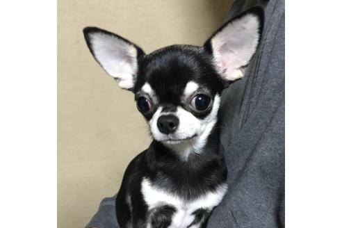 販売中のチワワ(ロングコート)の親犬