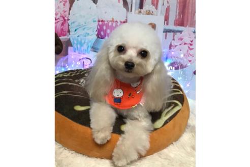 販売中のトイプードルの親犬