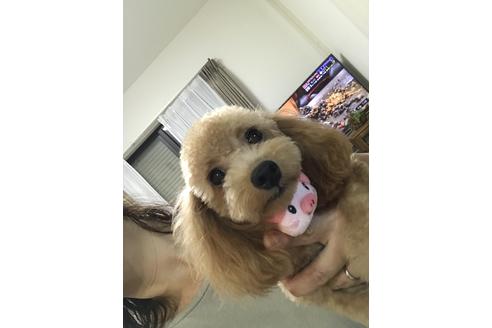 販売中のトイプードルの親犬
