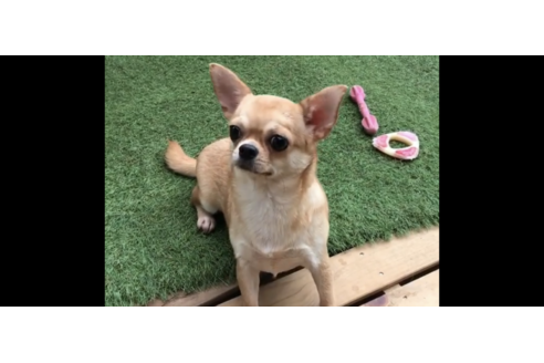販売中のチワワ(スムースコート)の親犬