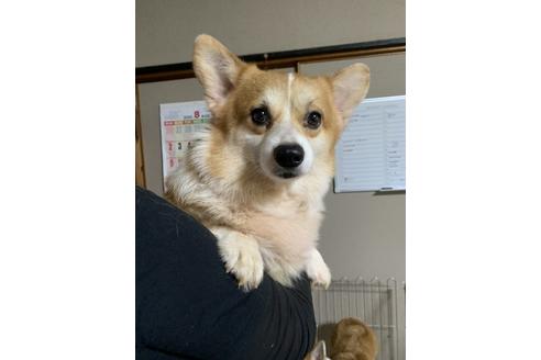 販売中のウェルシュコーギーペンブロークの親犬