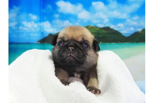 パグのアプリコットの子犬を探す ブリーダーナビ