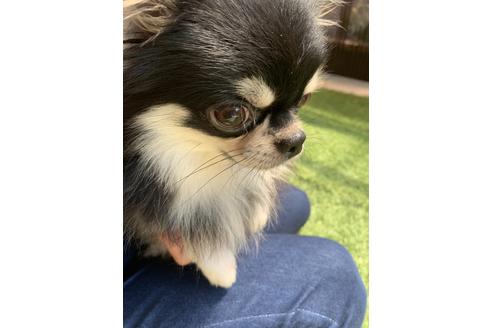 販売中のチワワ(スムースコート)の親犬
