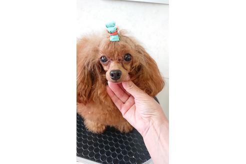販売中のティーカッププードルの親犬