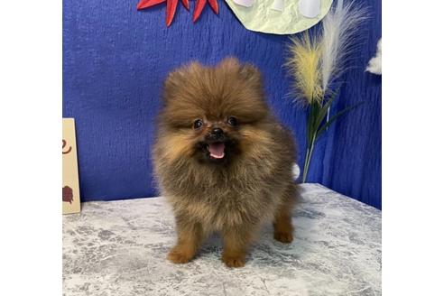 大阪府でポメラニアンの子犬を探す ブリーダーナビ