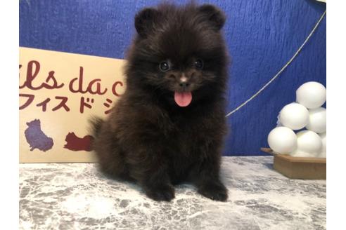 大阪府でポメラニアンの子犬を探す ブリーダーナビ
