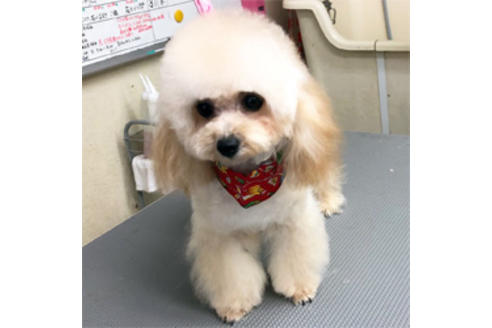 販売中のタイニープードルの親犬