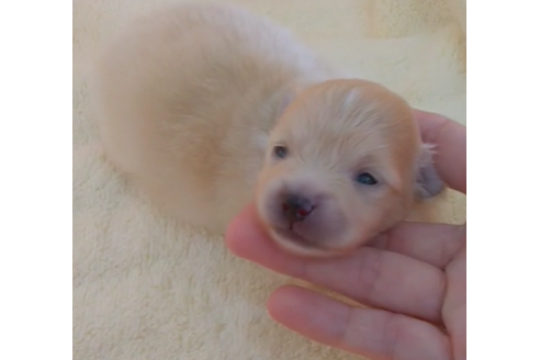 大阪府でポメラニアンの子犬を探す ブリーダーナビ