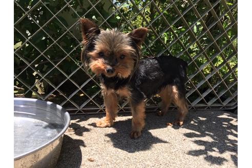 販売中のヨークシャーテリアの親犬