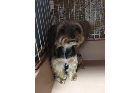 販売中のヨークシャーテリアの親犬