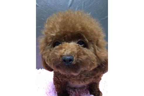 販売中のタイニープードルの親犬