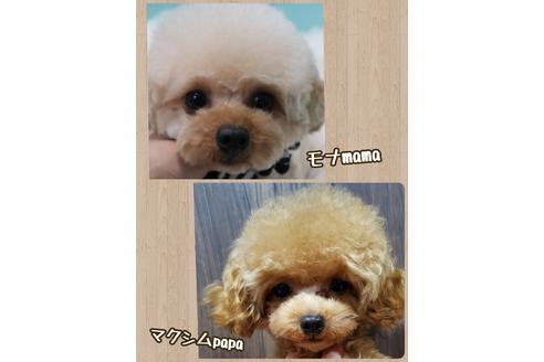 販売中のティーカッププードルの親犬