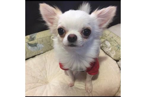 販売中のチワワ(ロングコート)の親犬